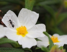 an ant crawling on a white flower